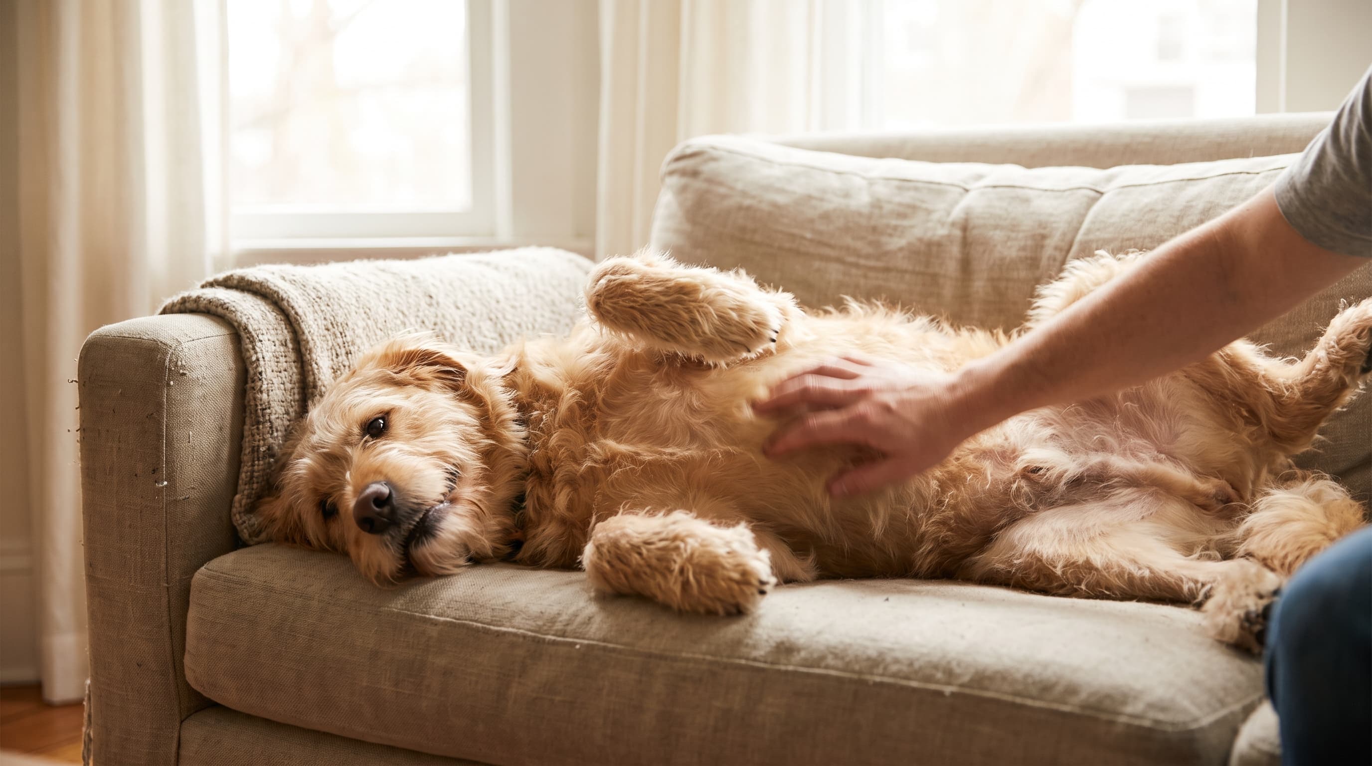 The Dog Belly Button: Do Dogs Have One, and Where Is It?