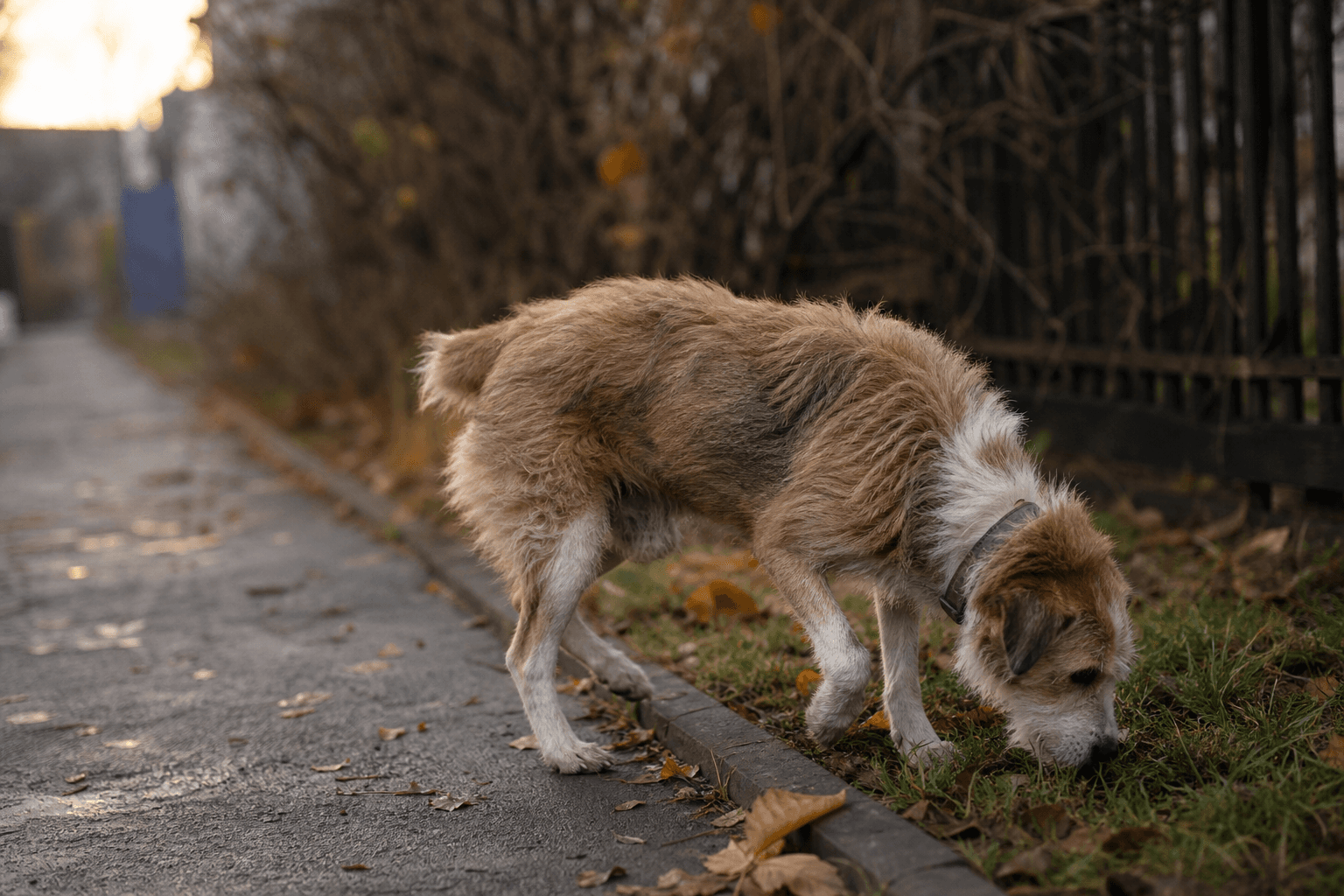 Scientists Just Built a Clock That Reads Your Dog's Age From Their Poop — Here's What It Actually Says About Aging
