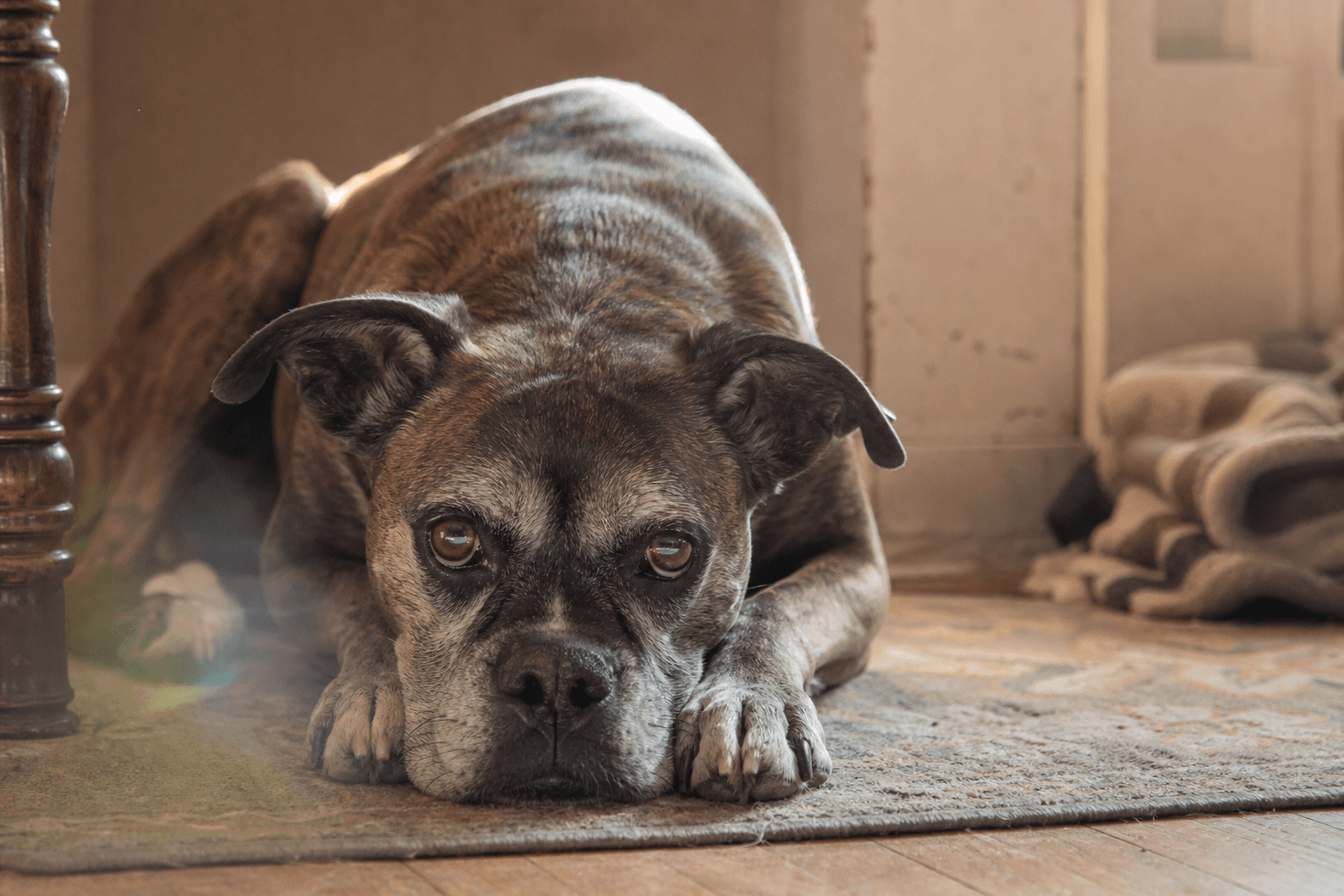 Dogs With Five or More Chronic Conditions Are Twice as Likely to Die, a Study of 50,000 Dogs Finds — Here's What It Means for Your Dog