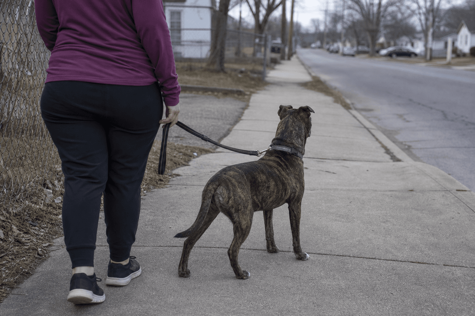 A Pack of Loose Dogs Killed a Man in Illinois — Here's What Every Dog Owner Should Know About Off-Leash Encounters
