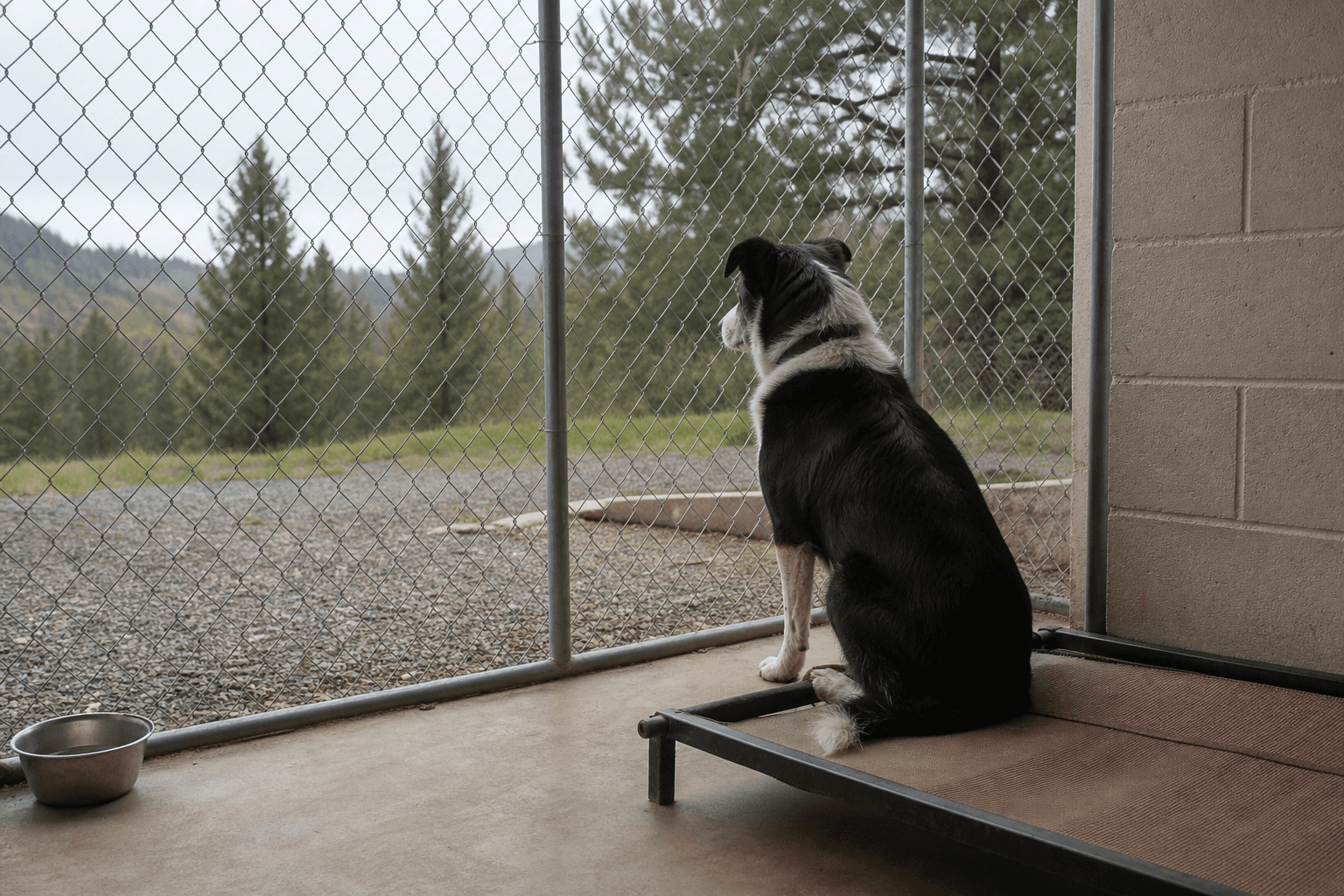 A “No-Kill” Rescue Buried 117 Dogs — Here’s How to Vet a Rescue Before You Trust It With Your Dog