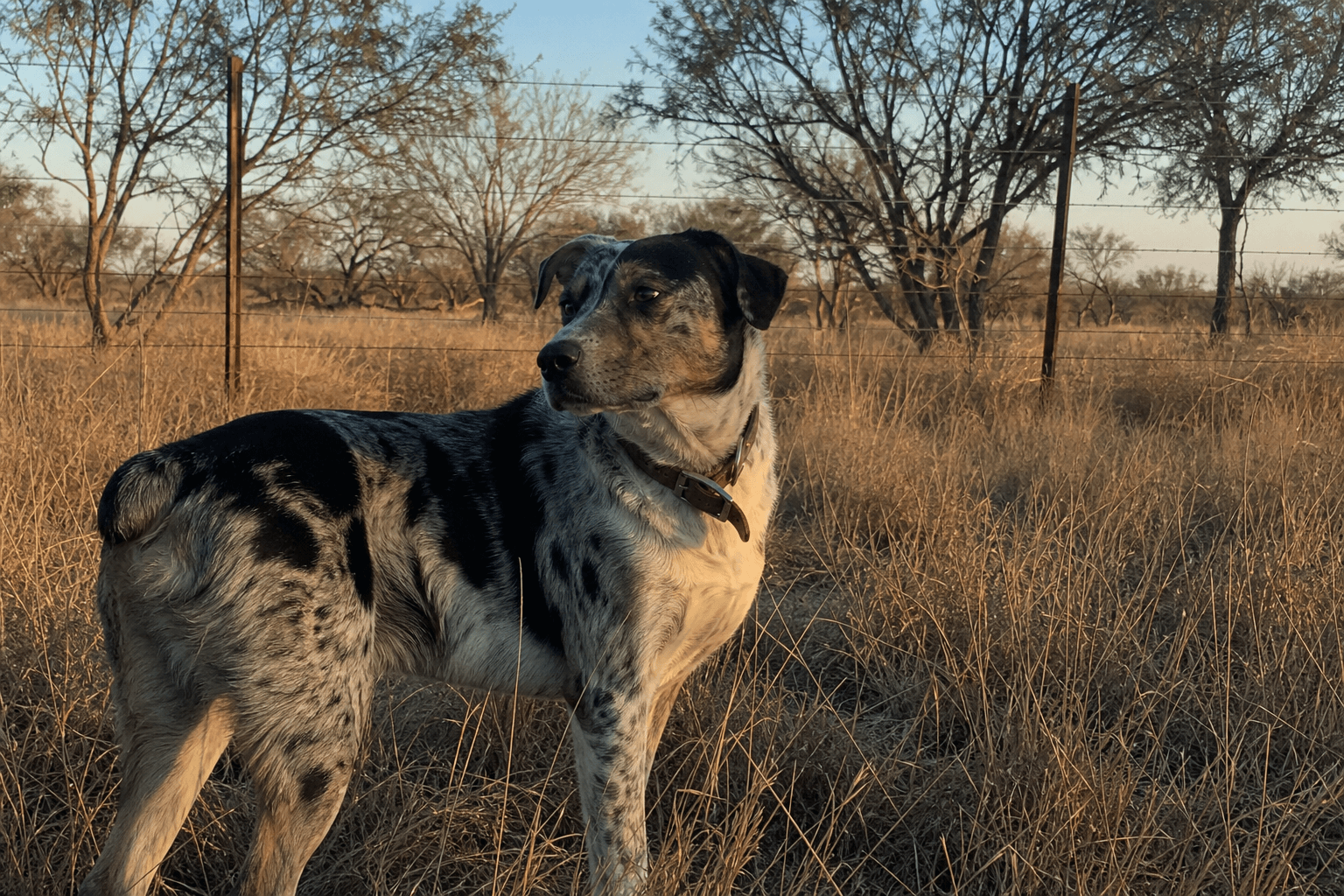A Flesh-Eating Parasite Is Back in the U.S. — Here's What Every Dog Owner Should Know About New World Screwworm