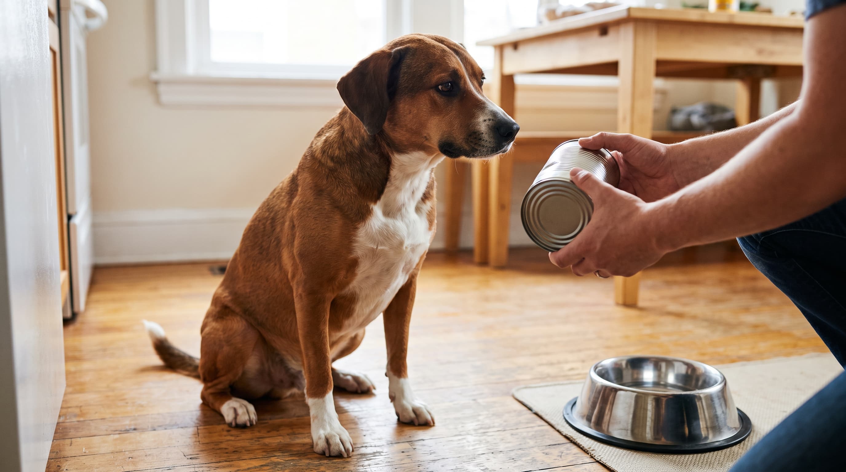 Pedigree Recalls Two Lots of Wet Dog Food Nationwide After Cans Slated for Destruction Resurfaced