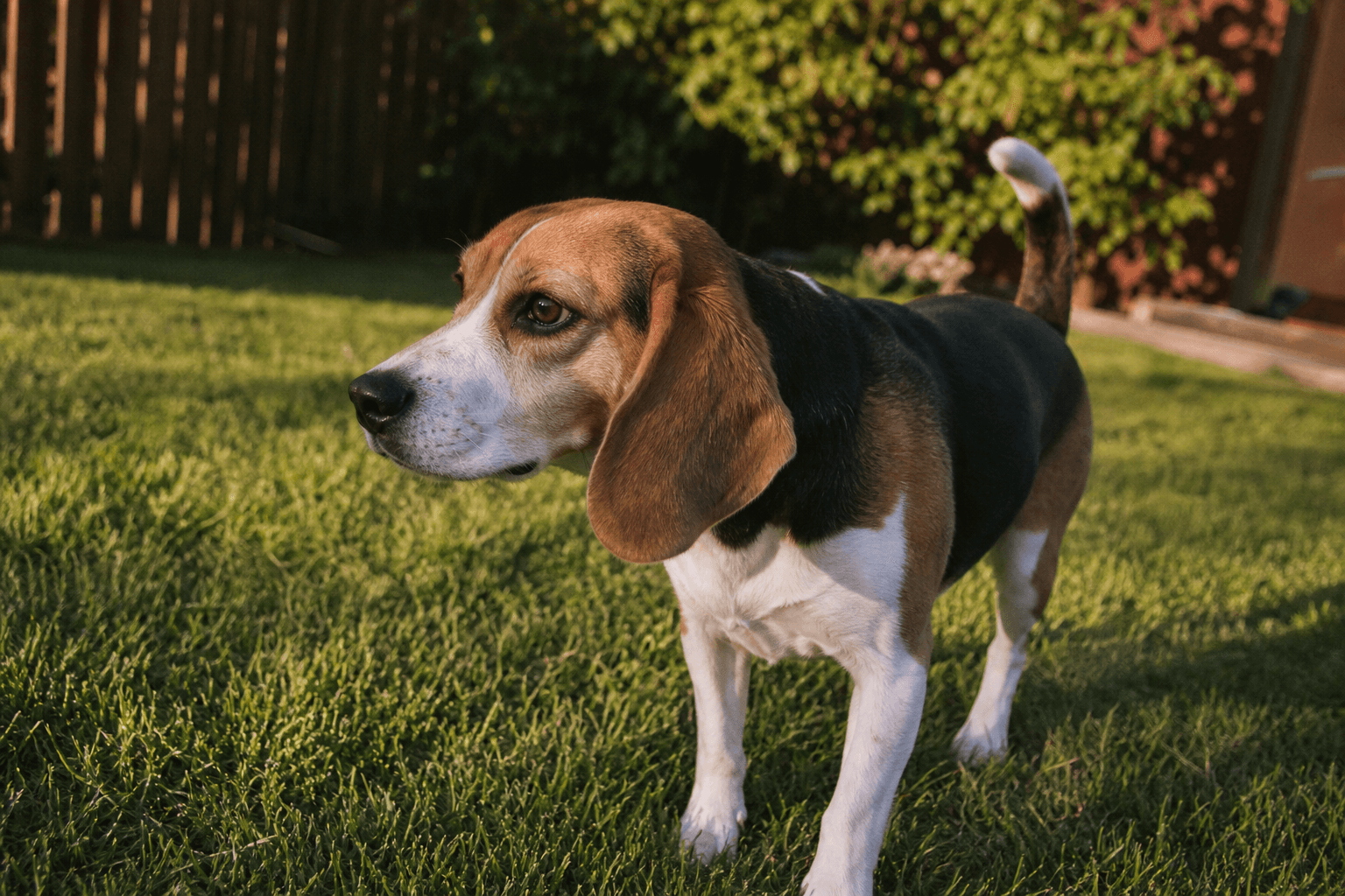 Ridglan Farms Is Empty: 2,115 Beagles Are Out — Here's What Adopting One Actually Looks Like