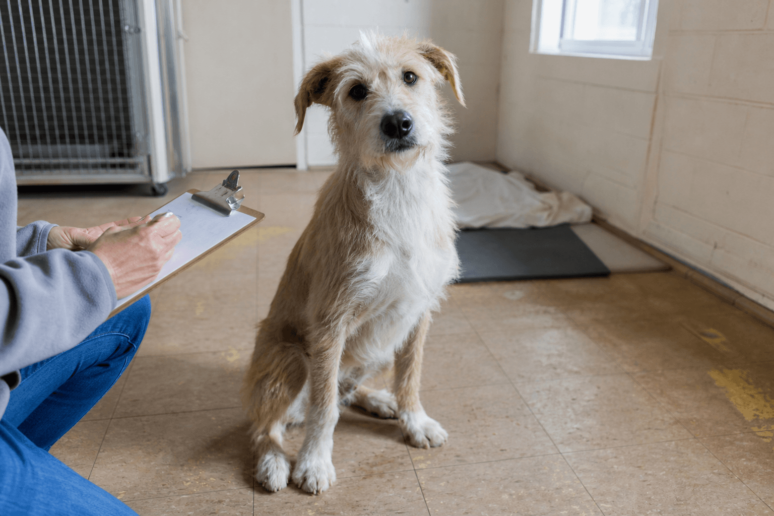 The Senate Farm Bill Just Failed 10-11 — Here's What That Means for Dog Owners, Rescues, and Puppy Buyers