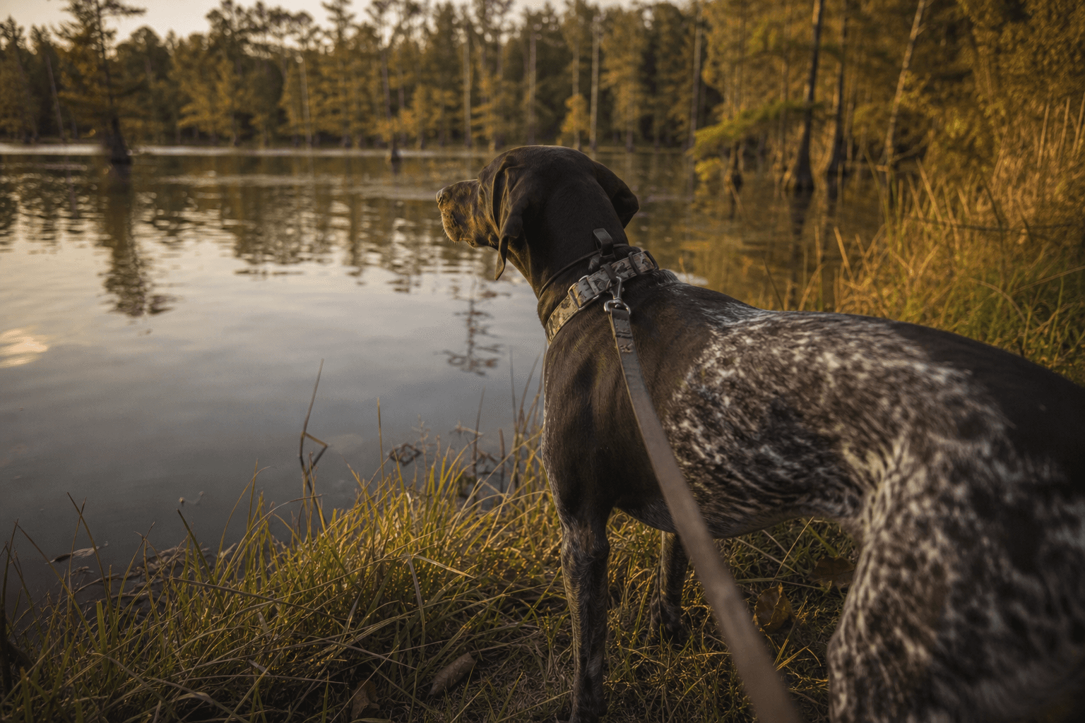 A Rescue Dog Just Survived “Swamp Cancer” — Here’s What Every Dog Owner Should Know Before the Next Lake Day