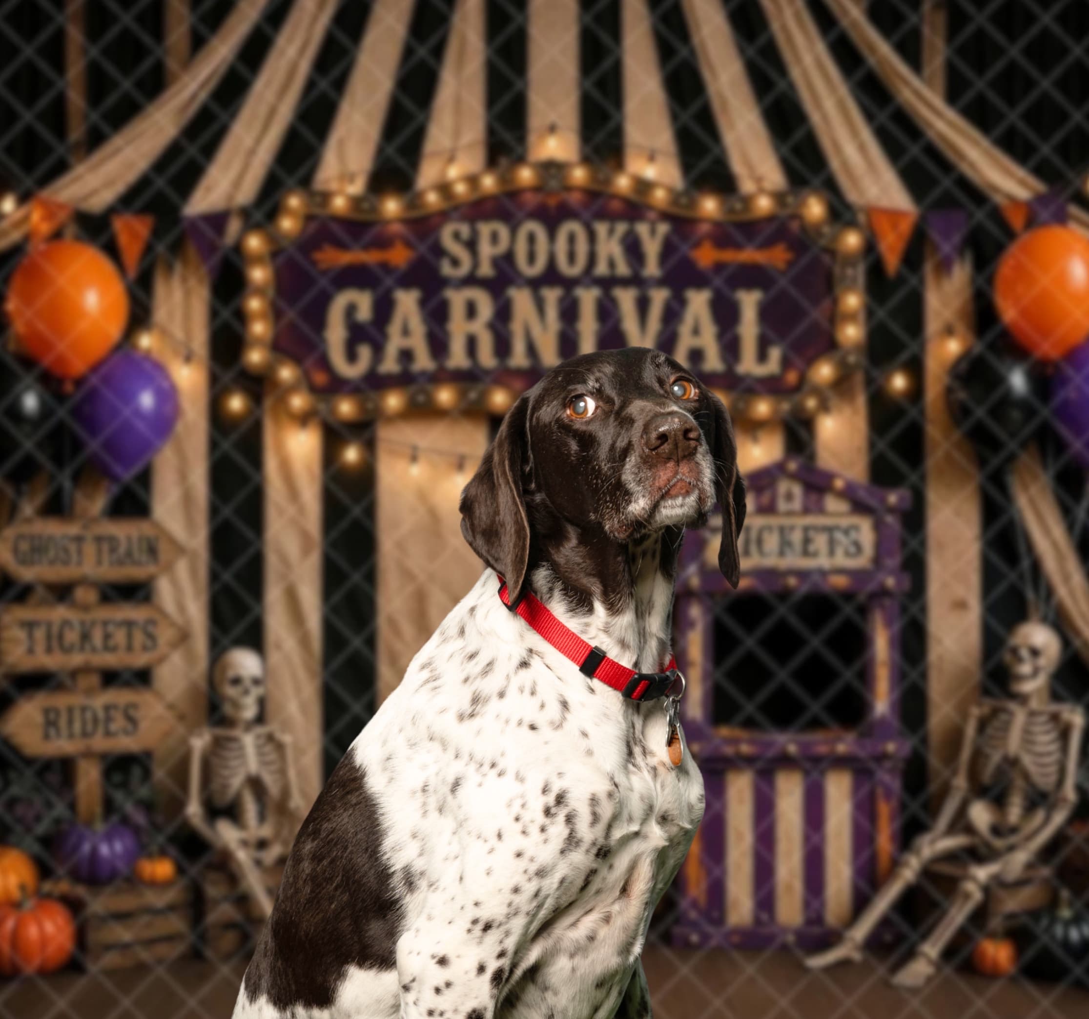 Halloween Pet Photos at Paddywack