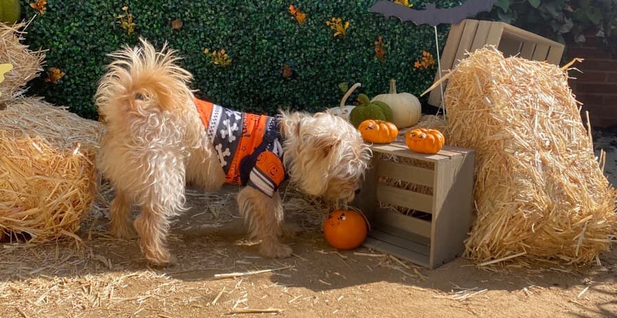 Howl-o-Ween at Mississippi Gateway Regional Dog Park