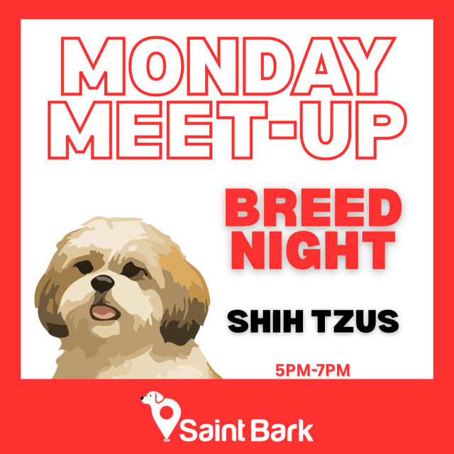 Shih Tzu Night at Saint Bark