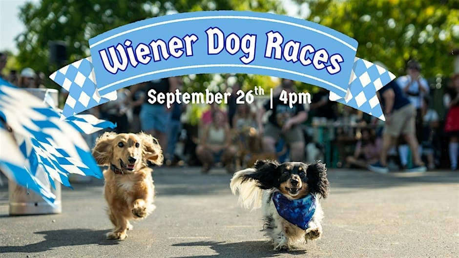 Wiener Dog Races