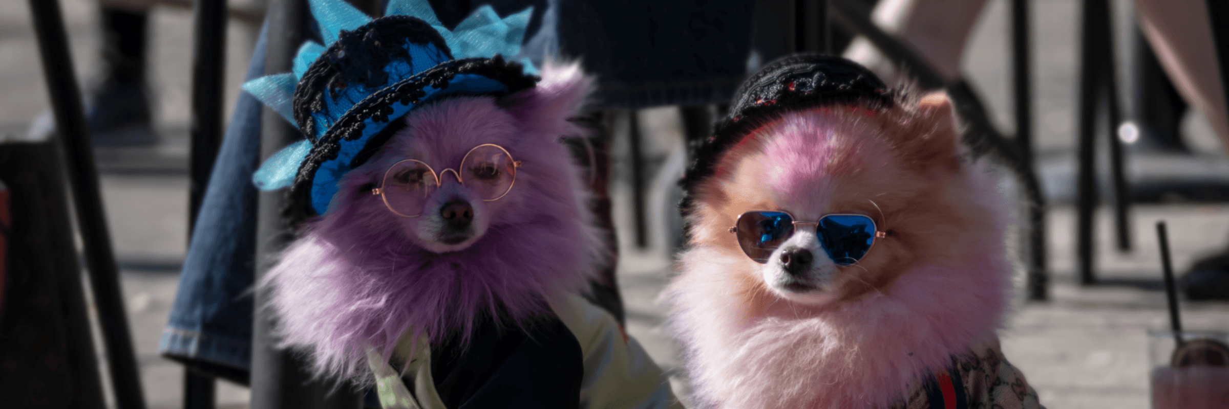 Taste of Lincoln Avenue Dog Parade
