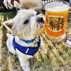 Dog Days of Summer on the Caboose Deck