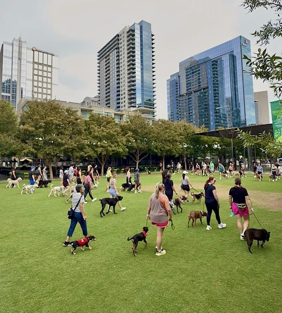 Free Dog Group Training & Social
