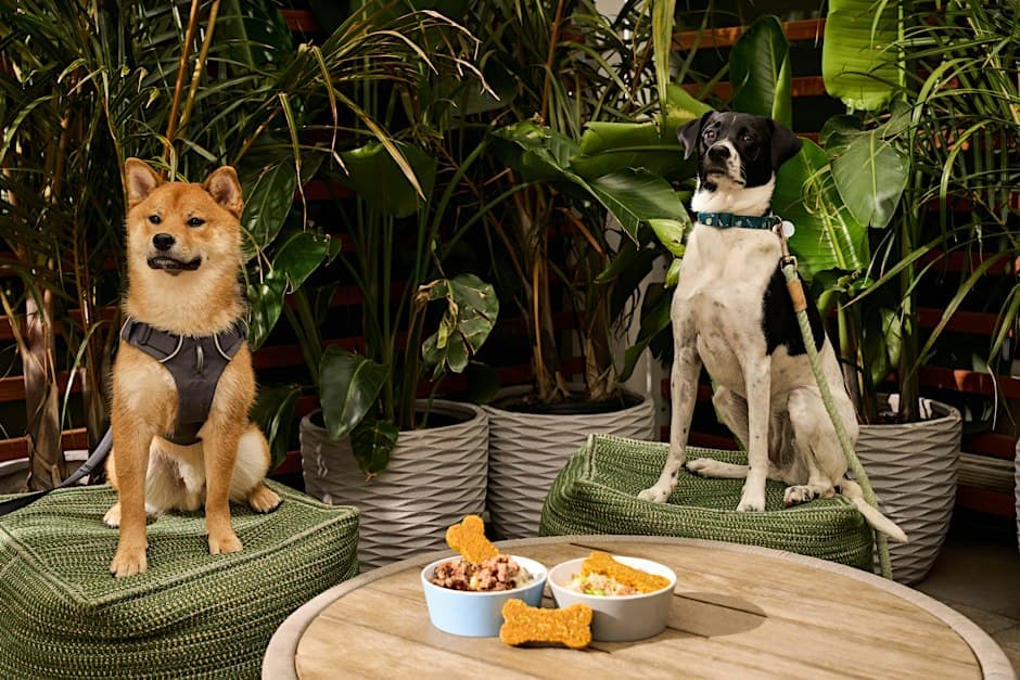 Bird Dog, a pet-friendly rooftop happy hour
