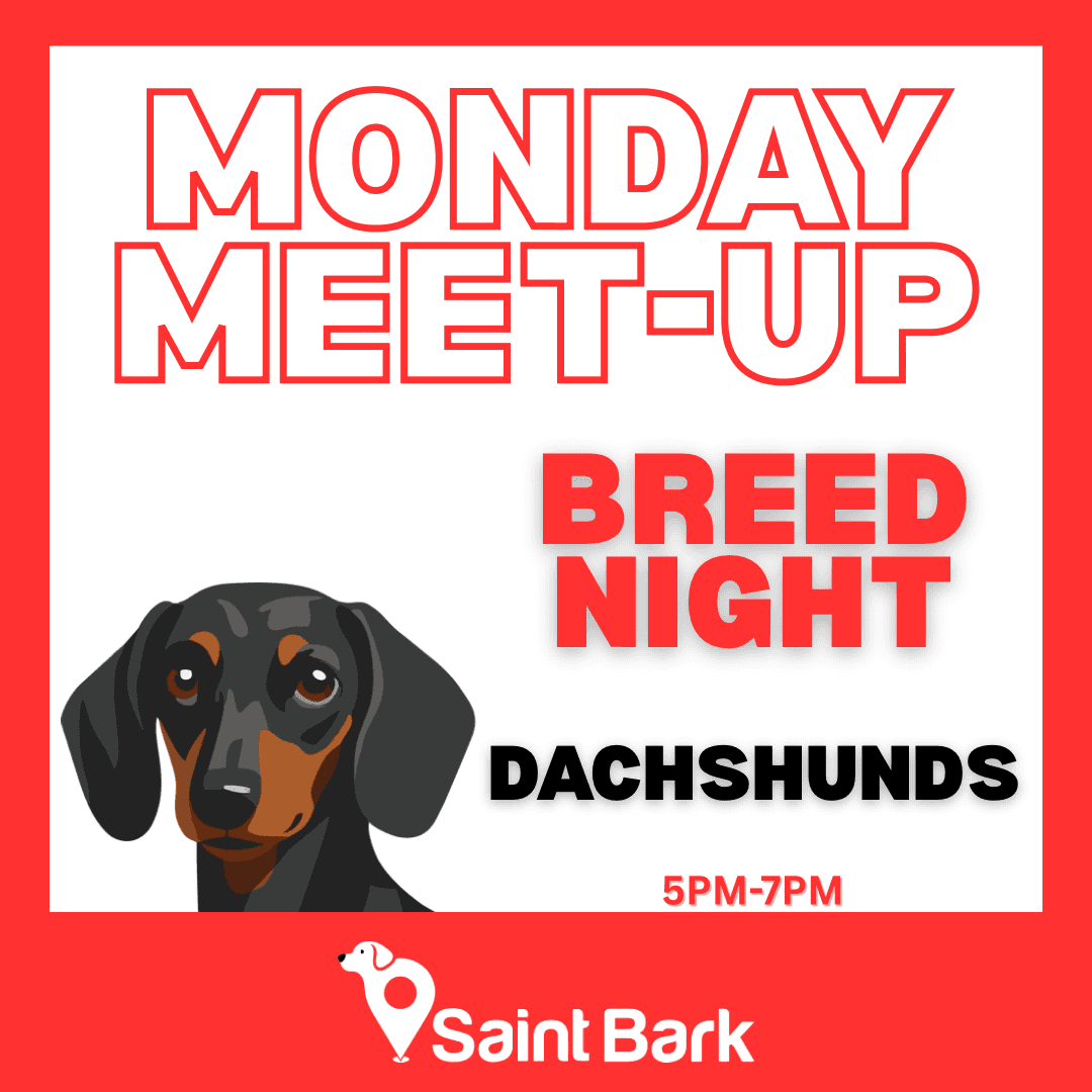 Dachshund Night at Saint Bark