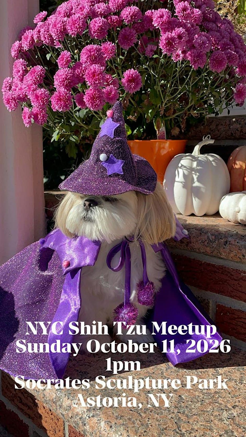 NYC Shih Tzu Meetup, The OG