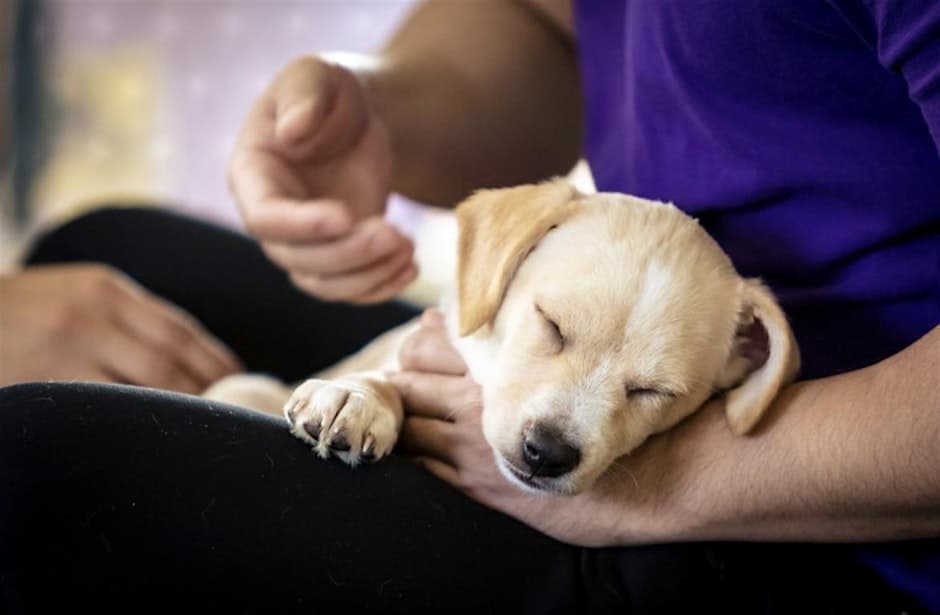 Rescue Puppy Yoga