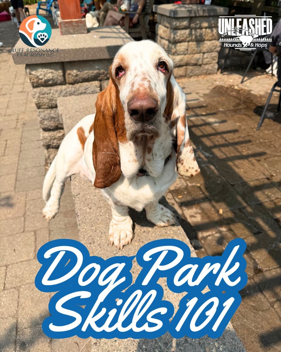 Dog Park Skills 101 at Unleashed Hounds and Hops