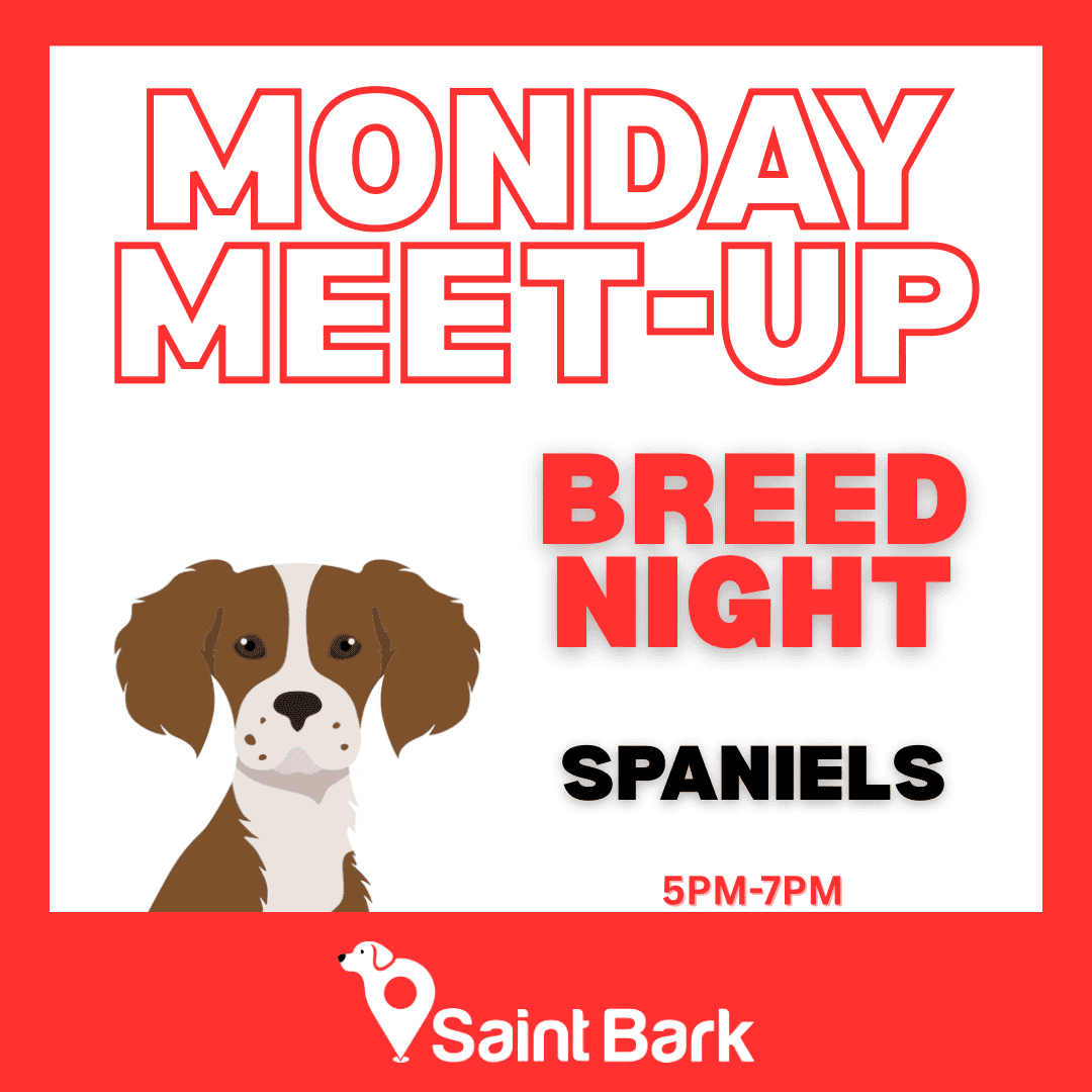 Spaniel Meet Up Night at Saint Bark