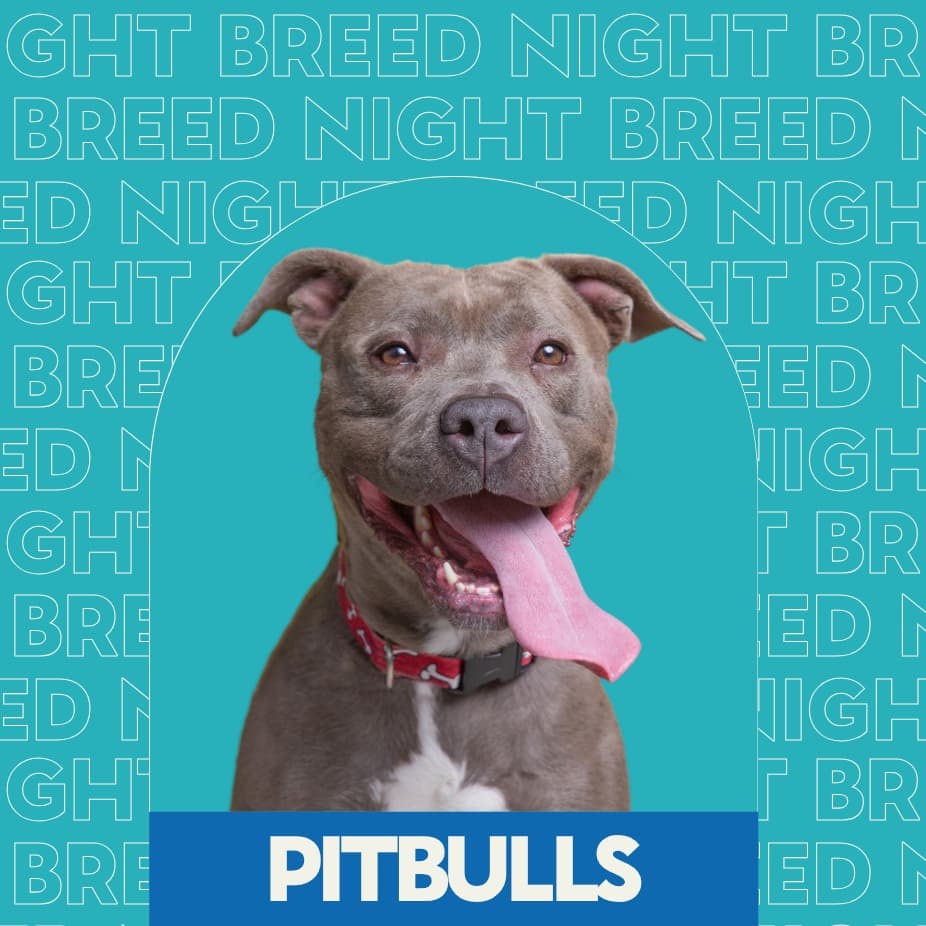 Breed Night: Pitbulls at Unleashed Hounds and Hops
