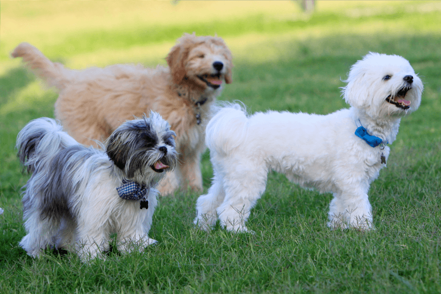 Yappy Hour at Kellogg Mall Park – June 30