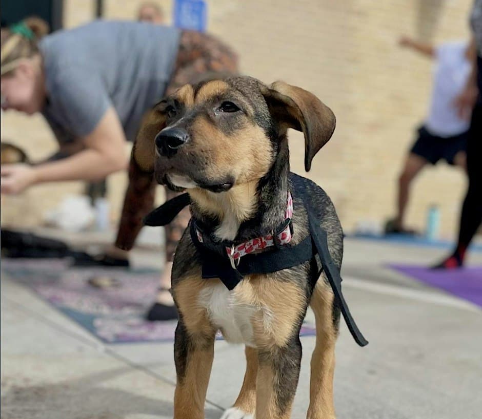 Rescue Puppy Yoga Halloween – Highland Tap & Burger