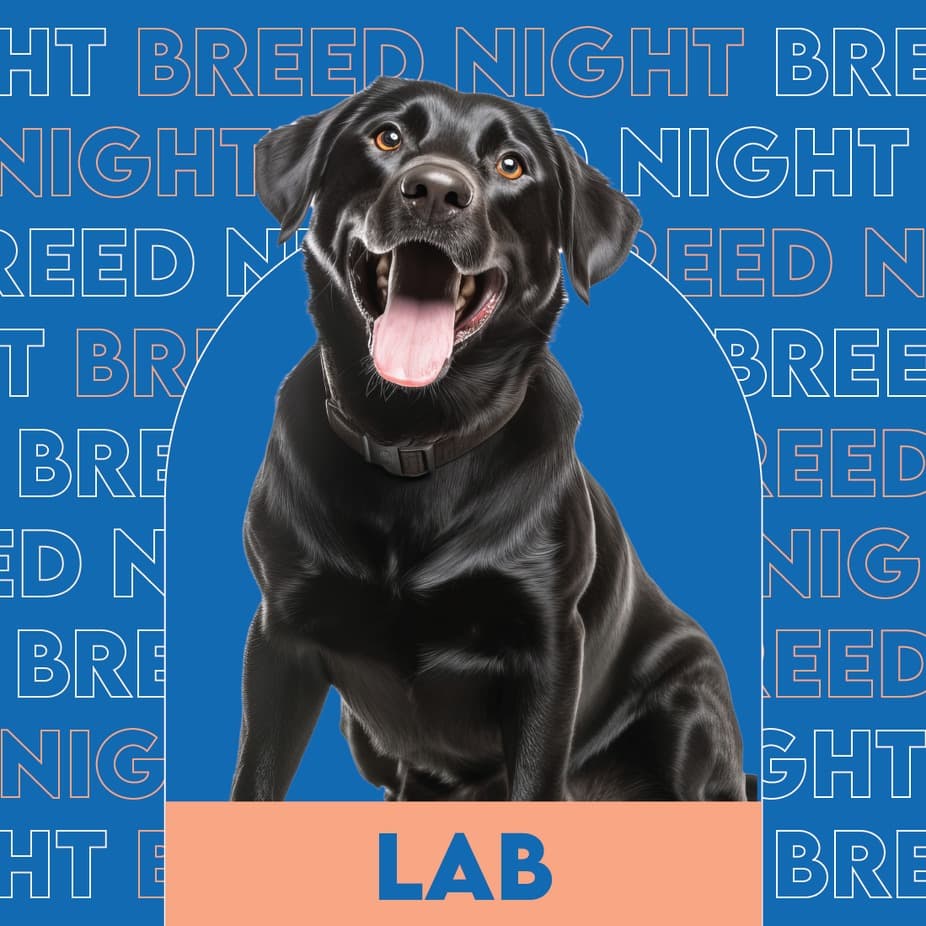 Lab Breed Night at Unleashed Hounds and Hops