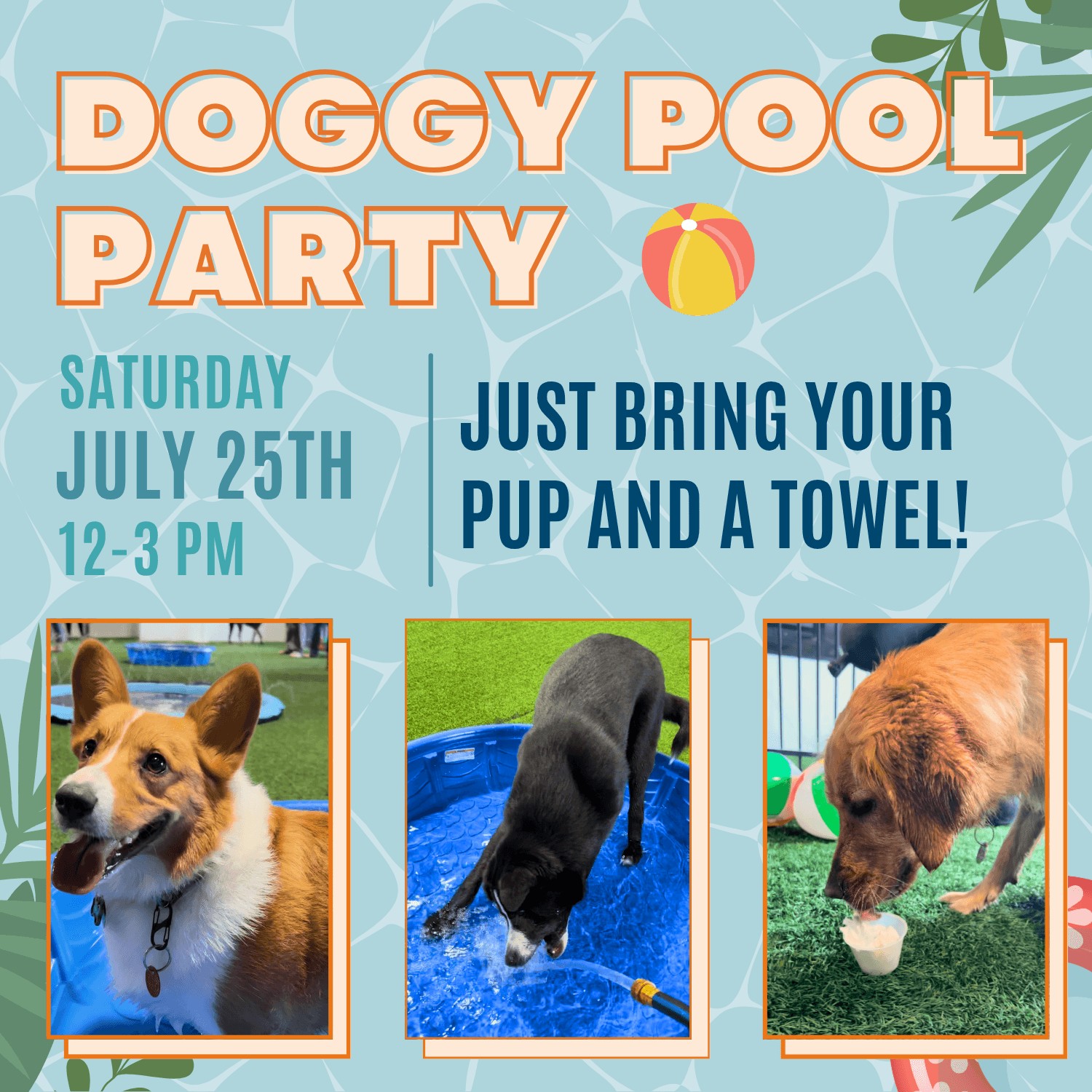 Second Doggy Pool Party at Brew Park Plymouth