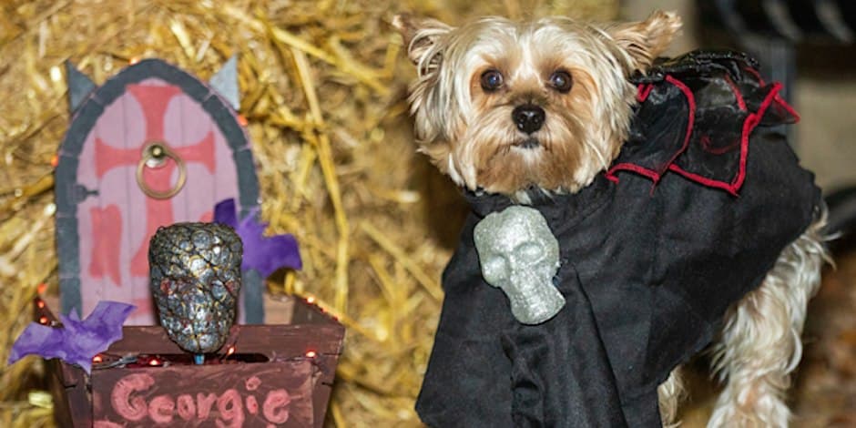 6th Annual Halloween Dog Costume Contest & Cupcake Truck