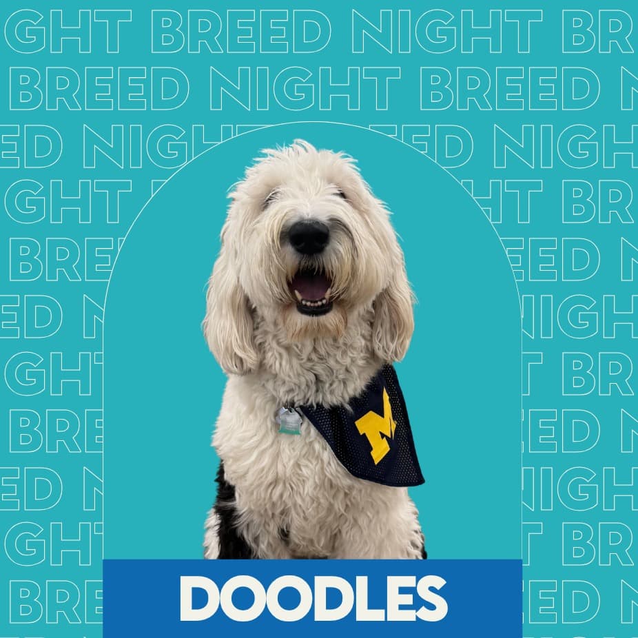 Breed Night: Doodles at Unleashed Hounds and Hops