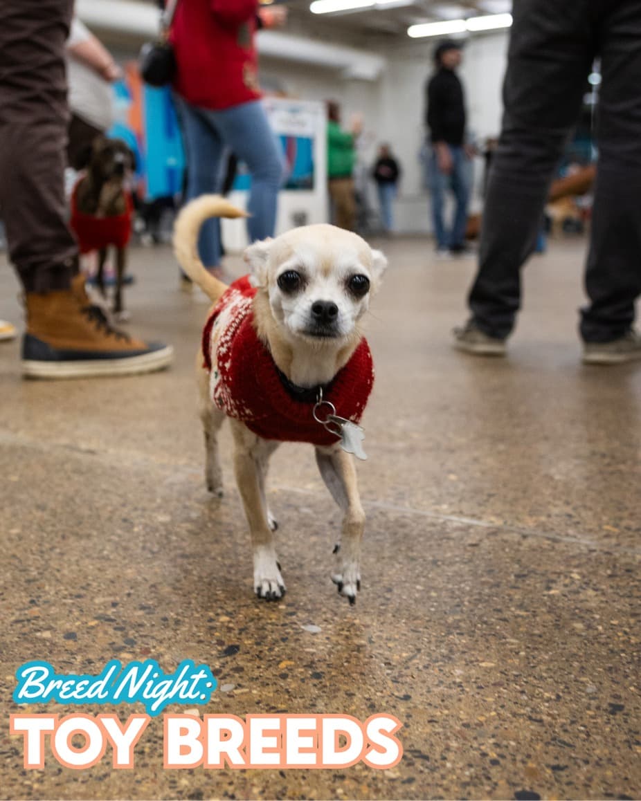 Breed Night: Toy Breeds at Unleashed Hounds and Hops