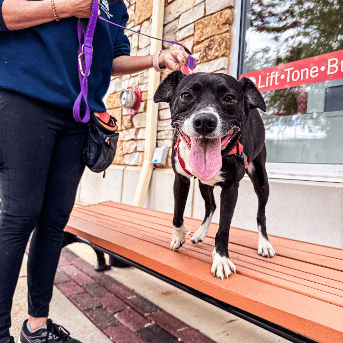 Anderson Humane Paws in the Park – Geneva