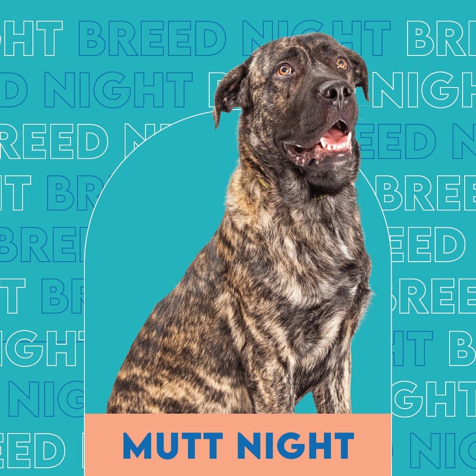 Mutt Breed Night at Unleashed Hounds and Hops
