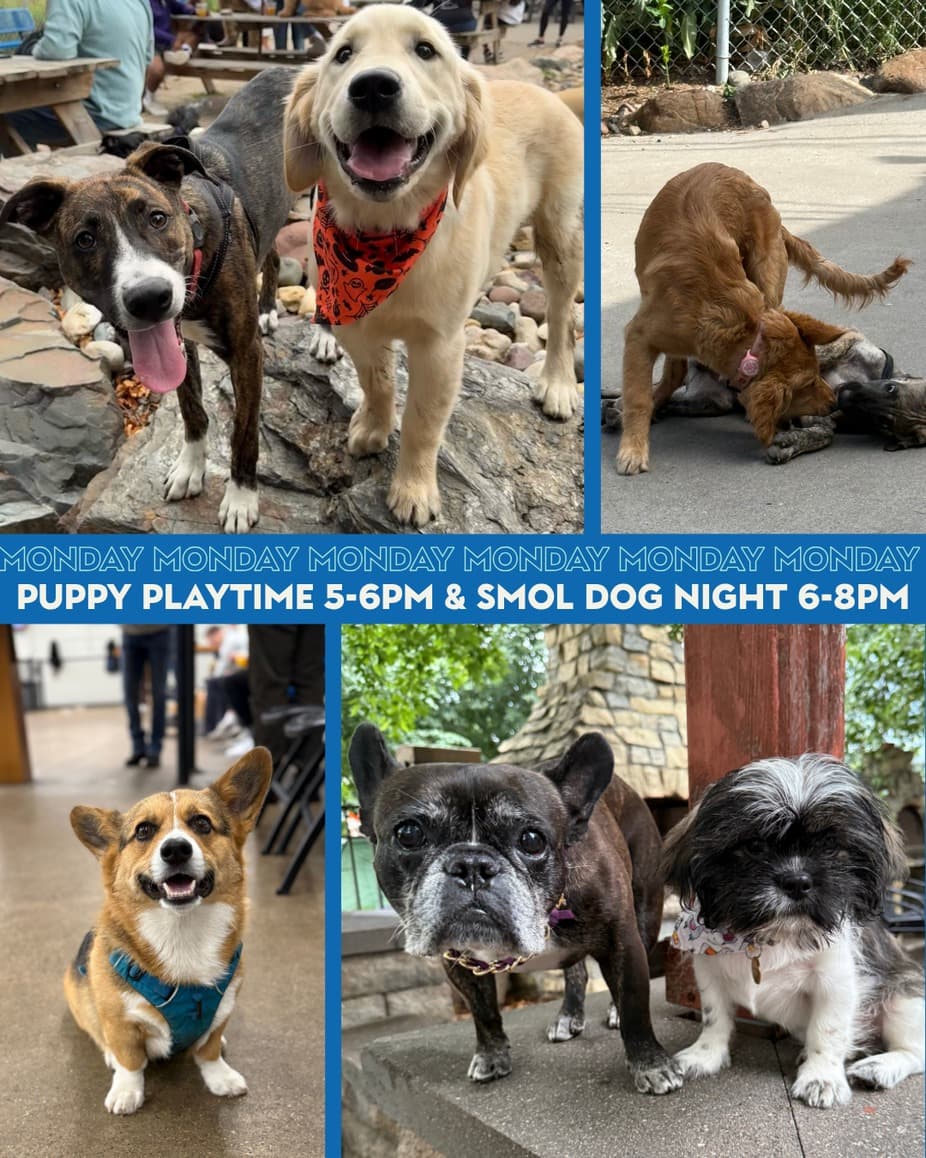 Puppy Playtime & Smol Dog Night at Unleashed Hounds and Hops