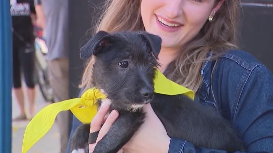 PAWS Chicago Angels with Tails – Roscoe Village