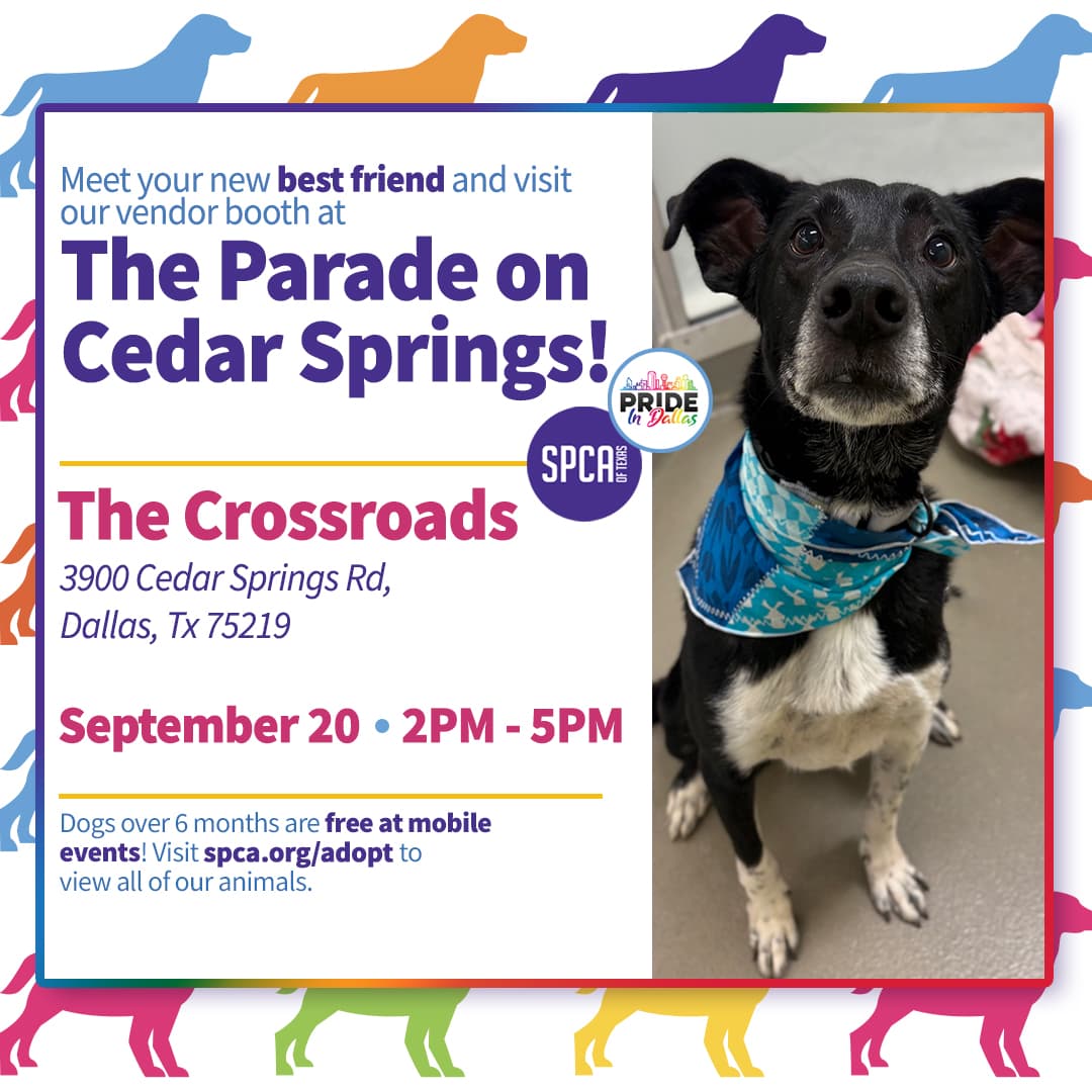 SPCA of Texas Mobile Adoptions at The Parade on Cedar Springs