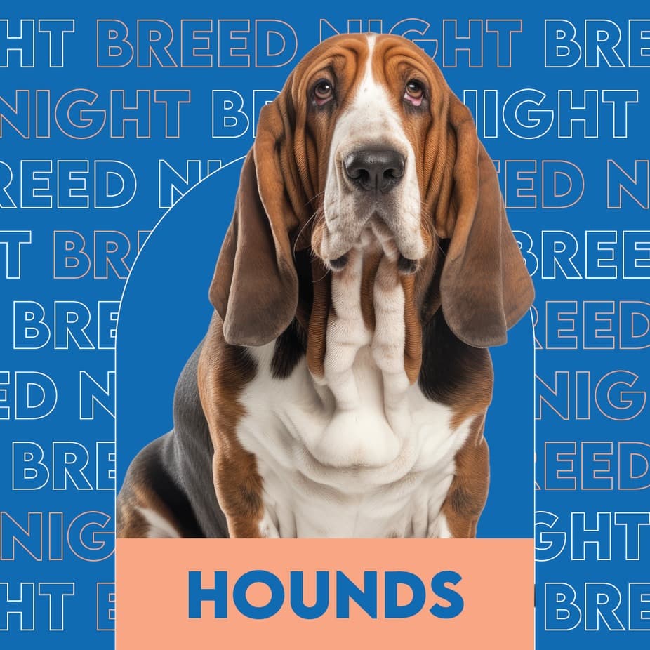 Hound Breed Night at Unleashed Hounds and Hops