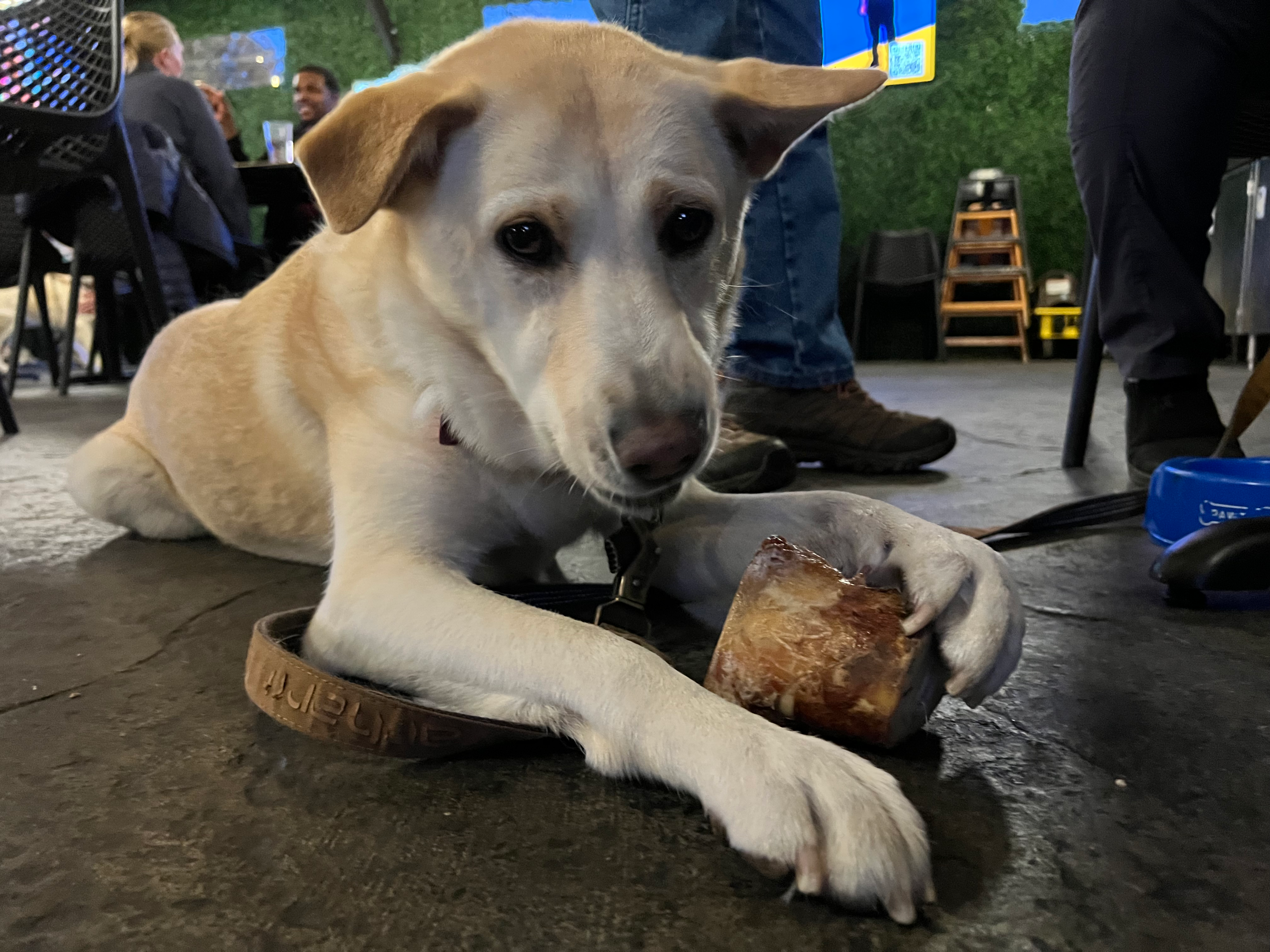 Dinner for Rescue Pets at Stanley's Northeast Bar Room