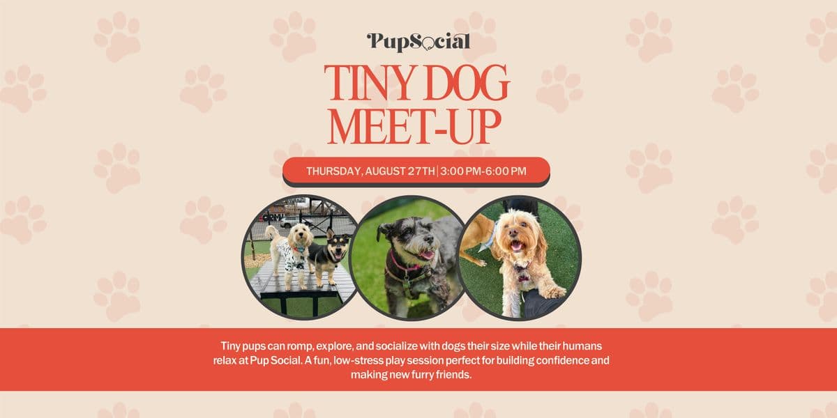 Tiny Dog Meet-up at Pup Social