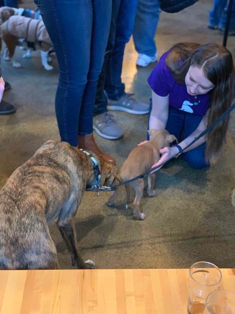 Healing Hearts Adoption Event at Chuck & Don's – Edina