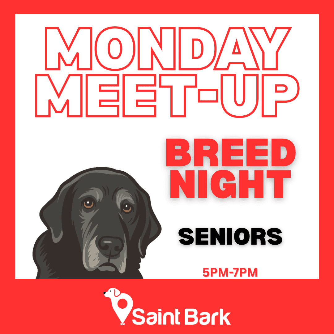 Senior Meet Up Night at Saint Bark