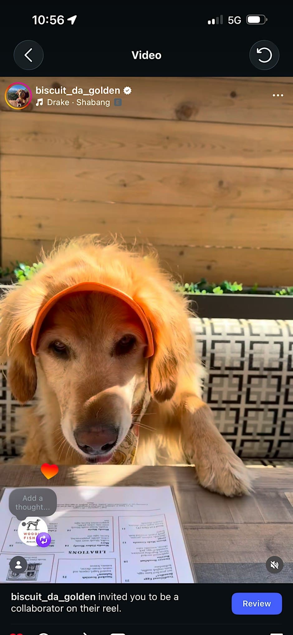 Dog Costume Contest Yappy Hour