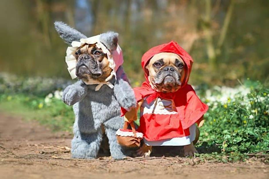 Singles Pet Costume Competition