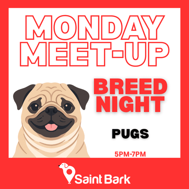 Pug Night at Saint Bark