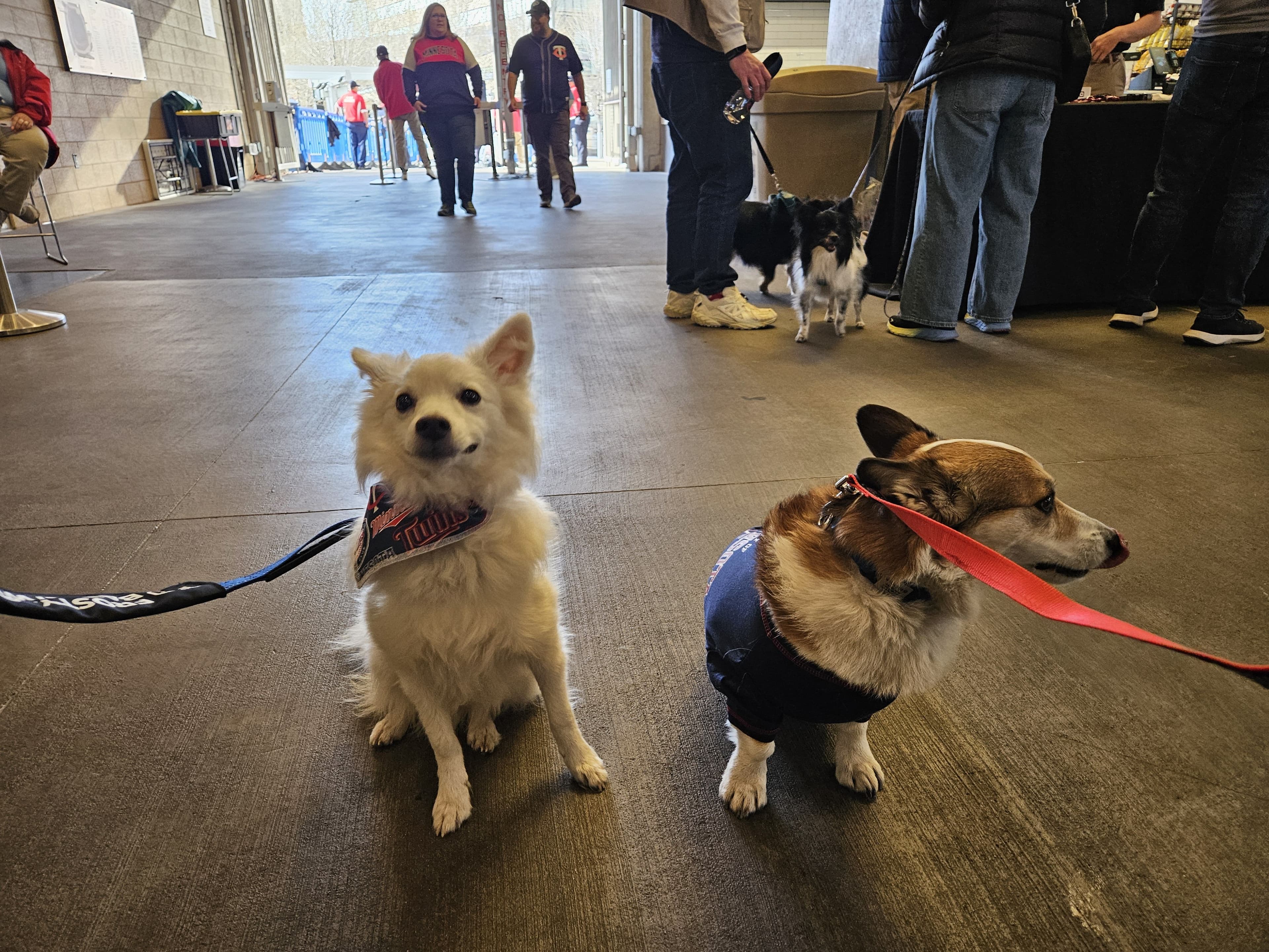 Bark at the Park: Twins vs. Tigers