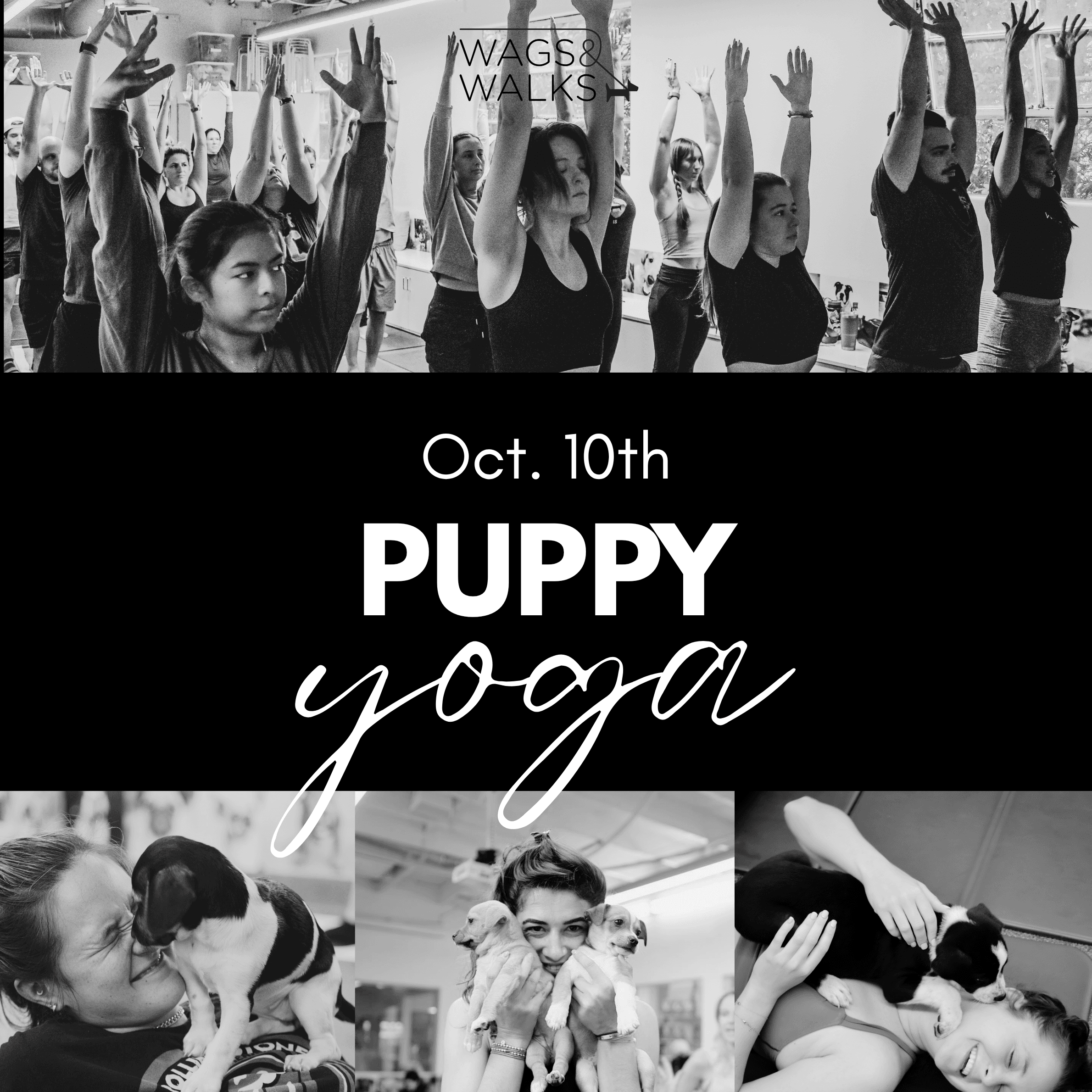 Puppy Yoga @ Wags & Walks