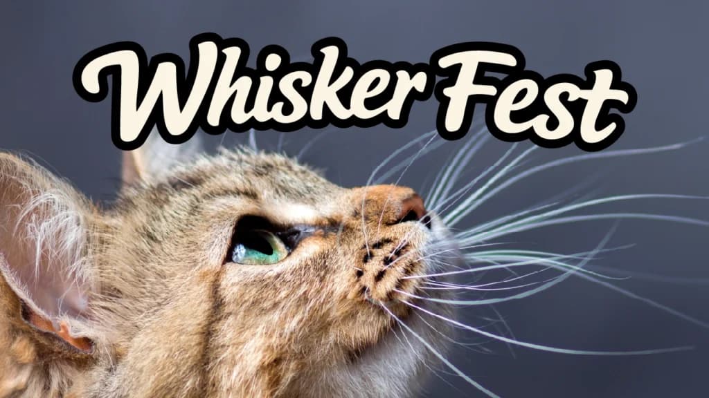 Whisker Fest