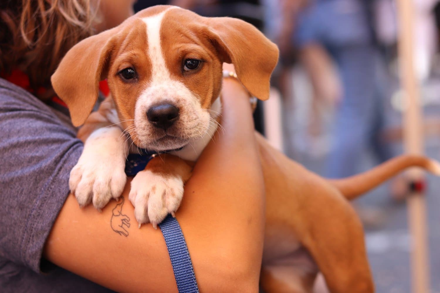 Muddy Paws Rescue Block Party