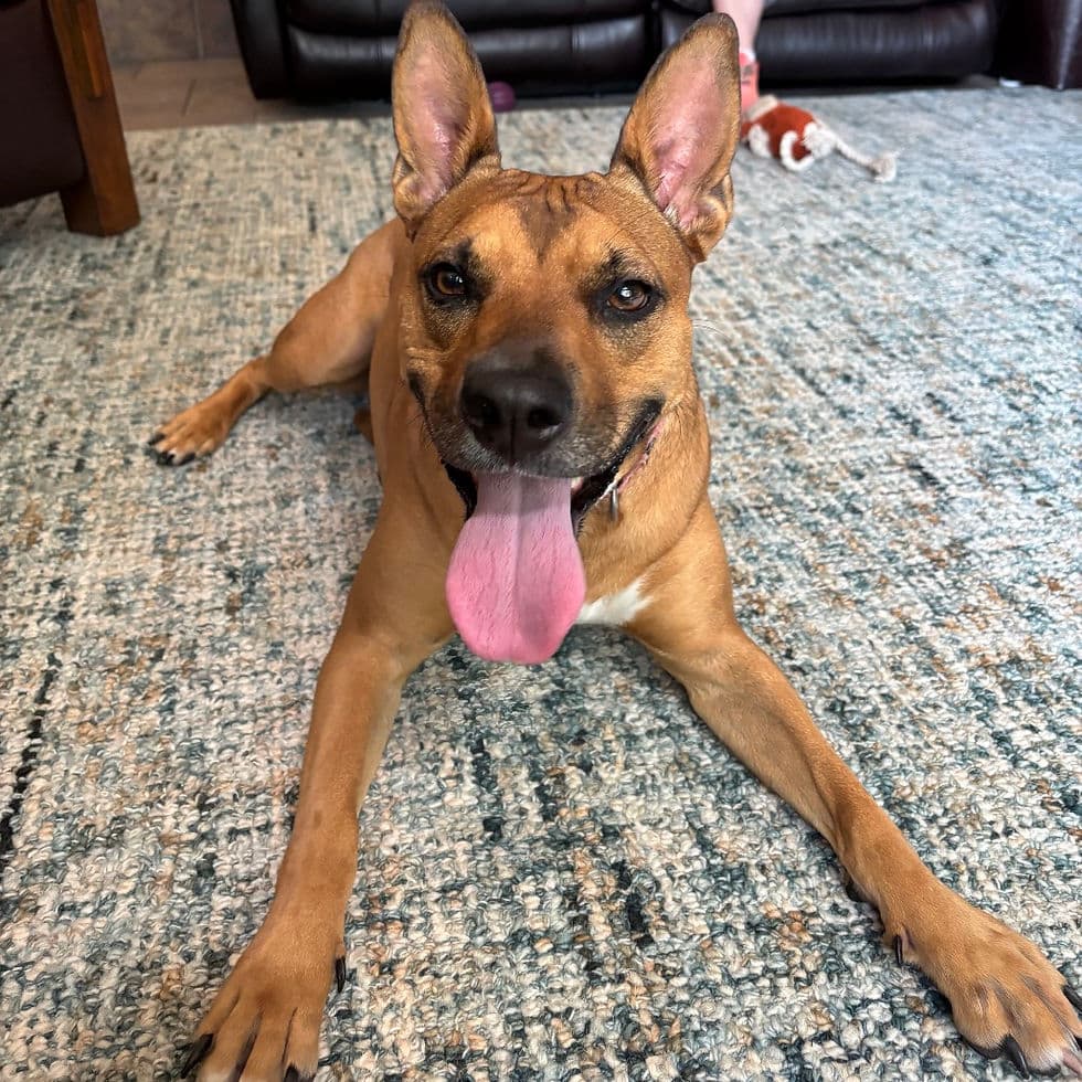 MARS Adoption Day at PetSmart Maple Grove