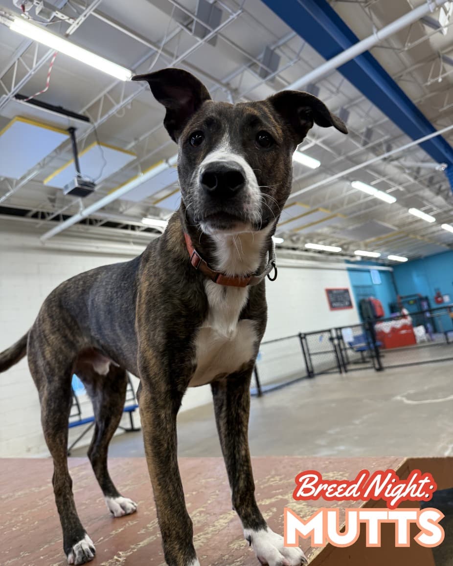 Breed Night: Mutts at Unleashed Hounds and Hops